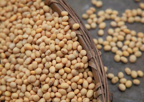 丹東這家有點傲嬌的工廠，想請你免費試吃他們的產品“氧化鈣”